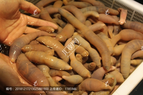 海腸