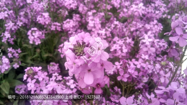 馬鞭草