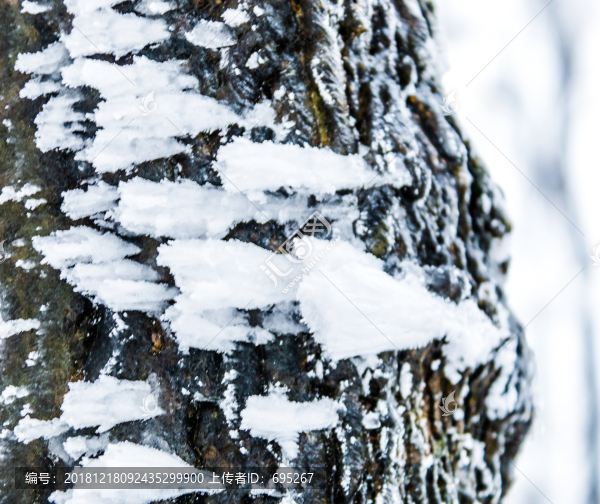 樹桿積雪