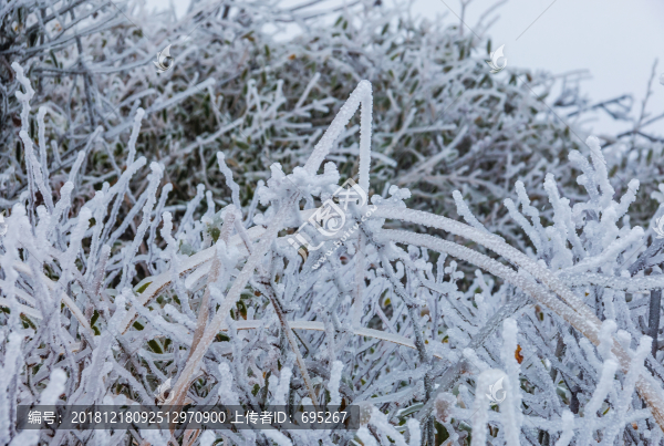 雪壓枝頭