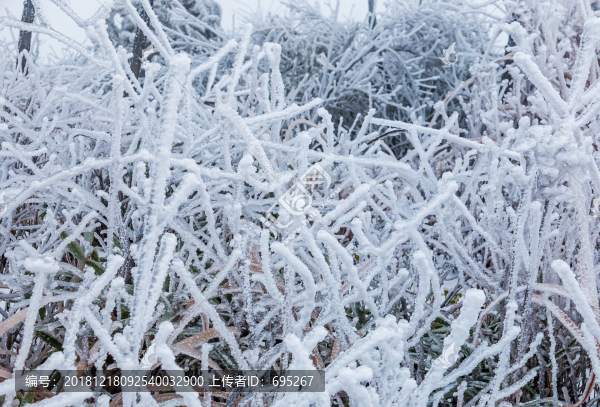 大雪樹枝