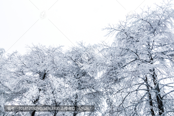 森林積雪