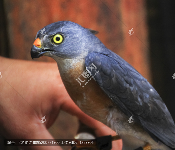 八哥