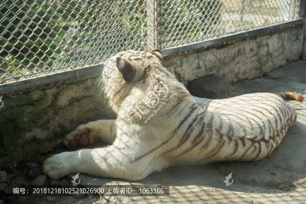 白虎