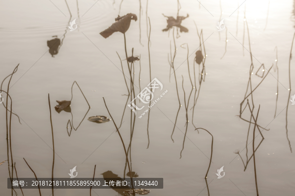 殘荷