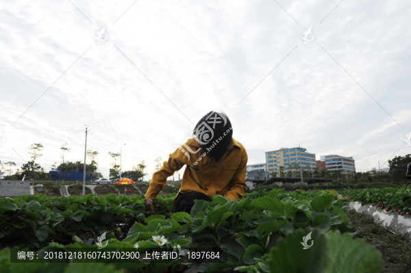 摘草莓