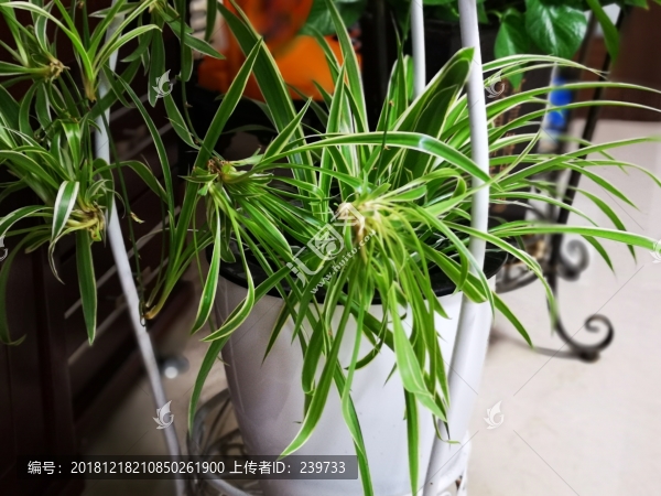 蘭花
