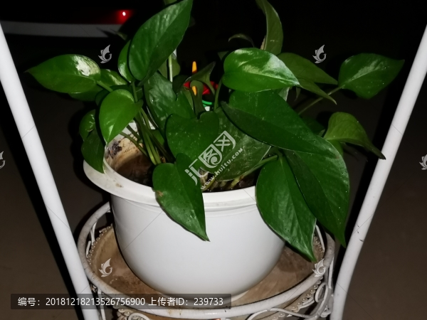 四葉草