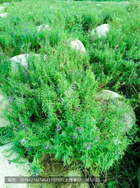綠色植物