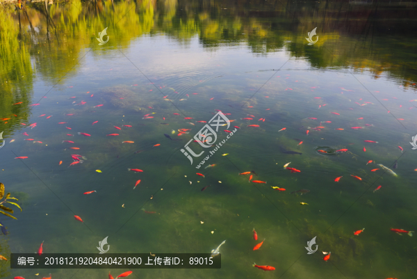 池塘金魚