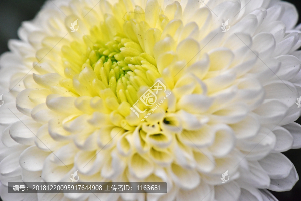 乒乓菊