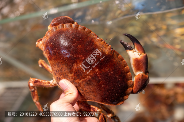 面包蟹