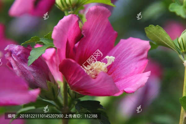 木槿木棉荊條喇叭花朝開暮落花
