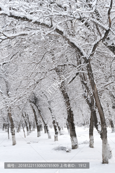 冬雪