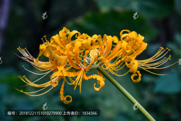 彼岸花