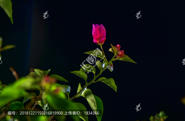 三葉梅