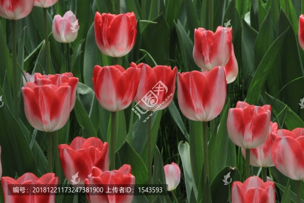 郁金香