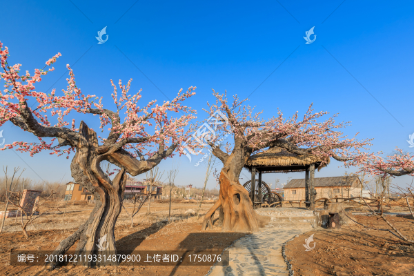藍(lán)天下的桃林造景