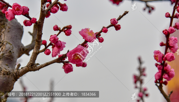 臘梅花