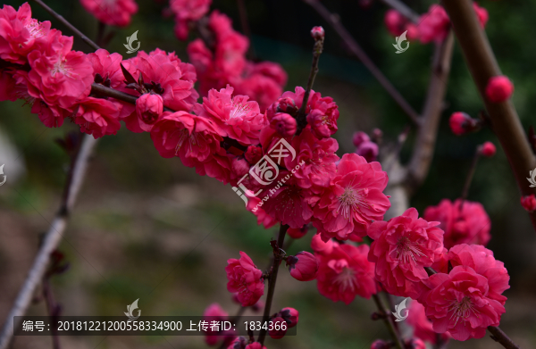 梅花