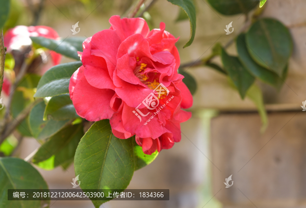 紅色茶花