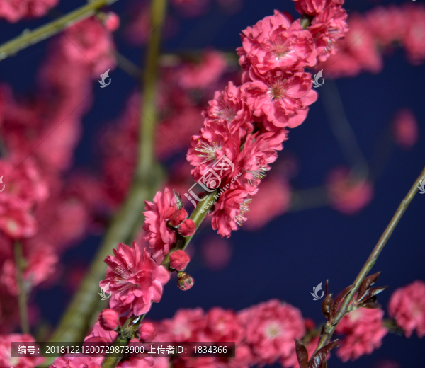 梅花