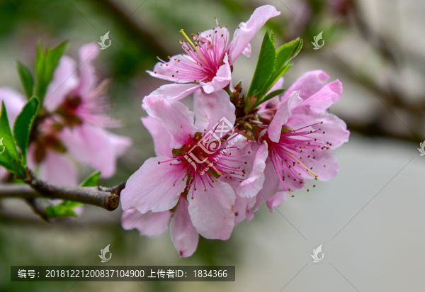 桃花