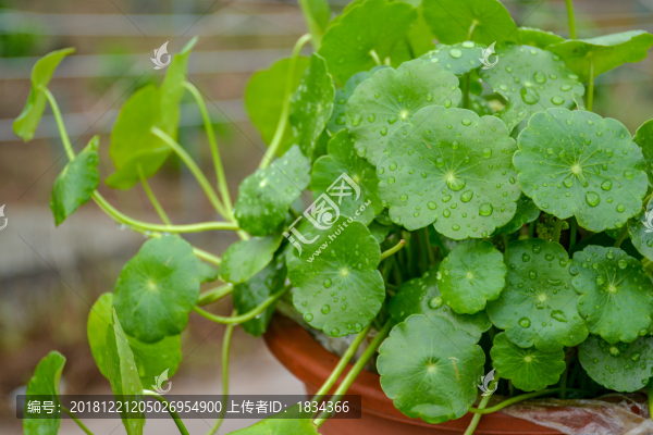 銅錢草