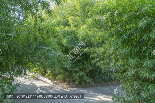 竹林