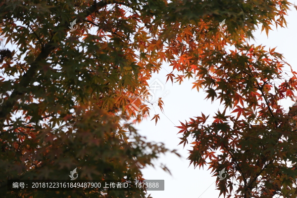 紅楓