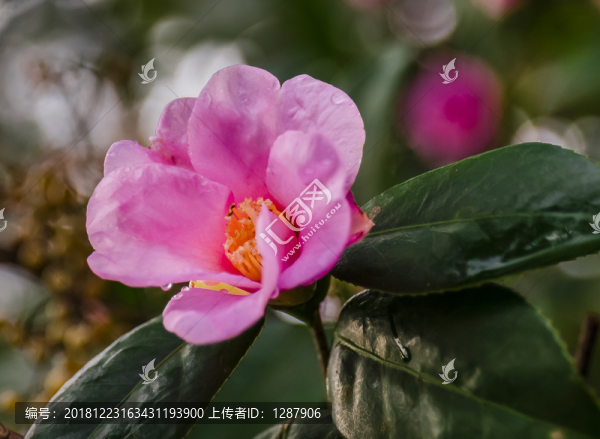 山茶花