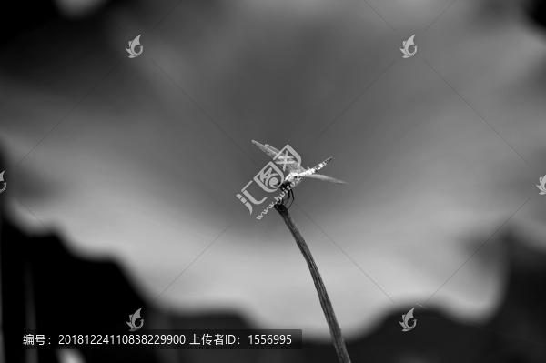 荷塘之舞