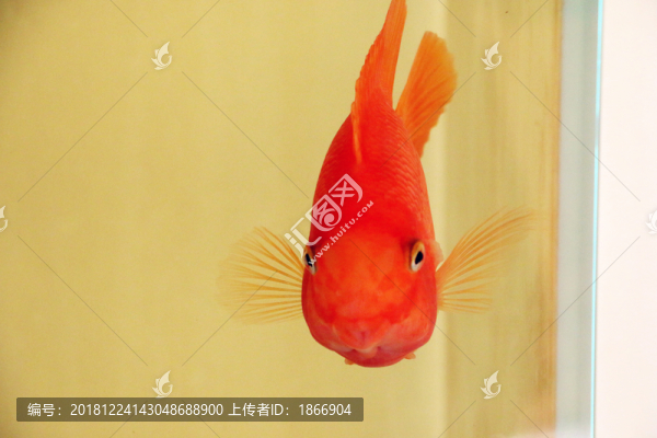 鸚鵡魚