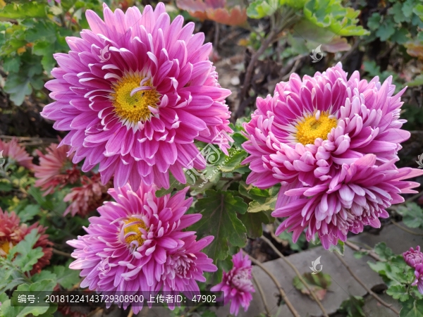 菊花2