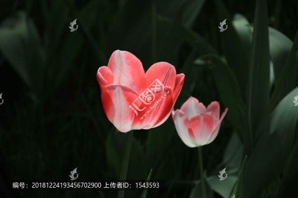 郁金香