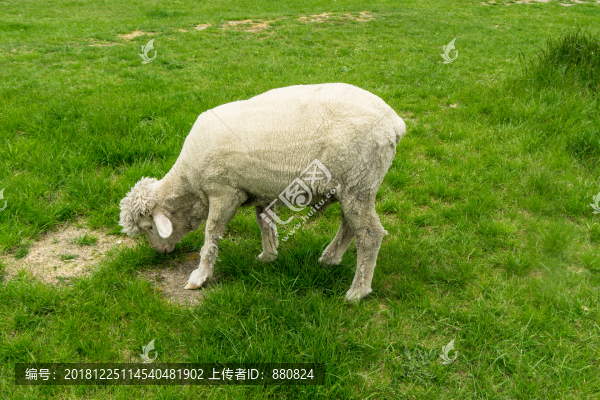 綿羊