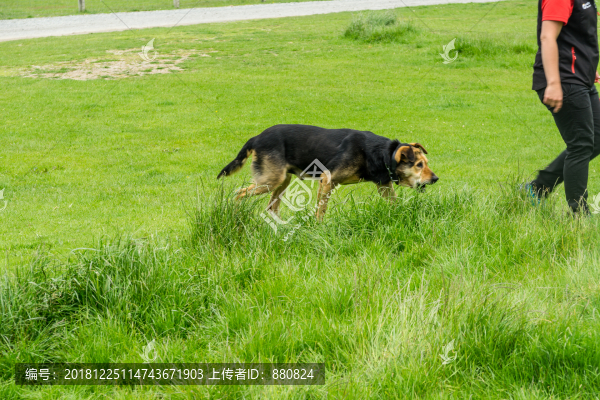 牧羊狗
