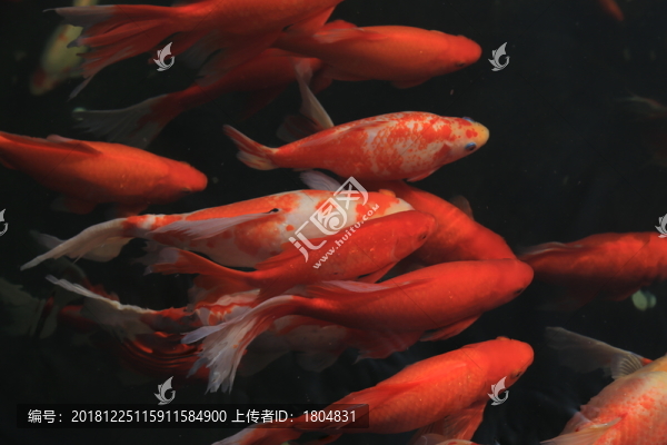 錦鯉