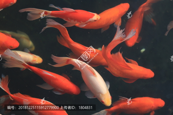 錦鯉