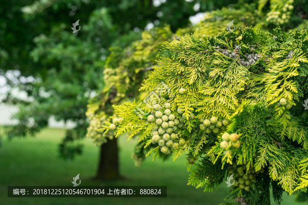 風(fēng)景