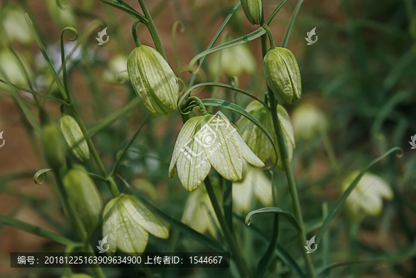 中藥植物貝母