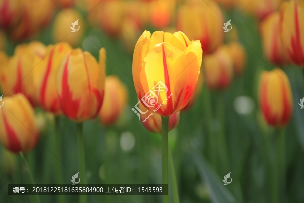 郁金香