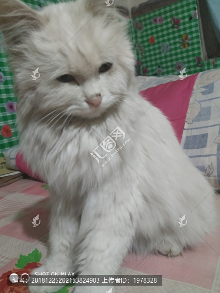 白貓