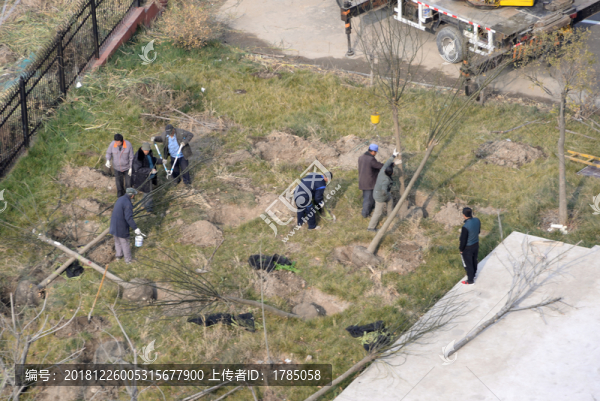 植樹工人