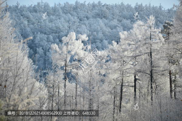 樹林美景
