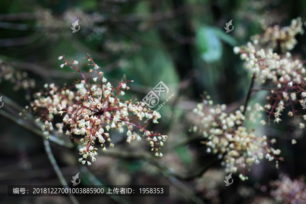 油桐花