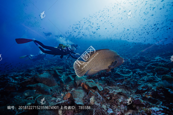 熱帶魚