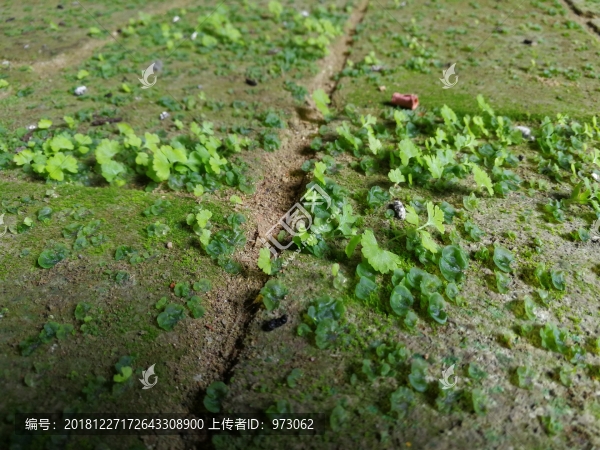 大廳地板磚