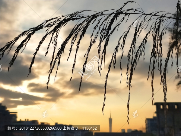 都市蘆葦