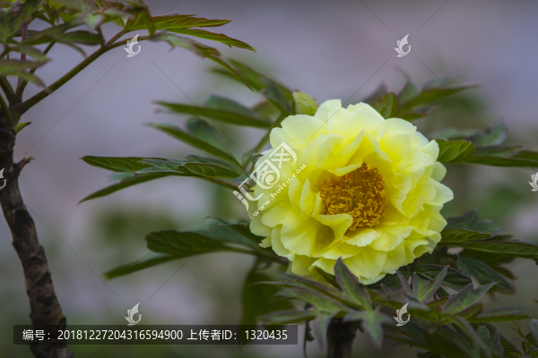 牡丹花